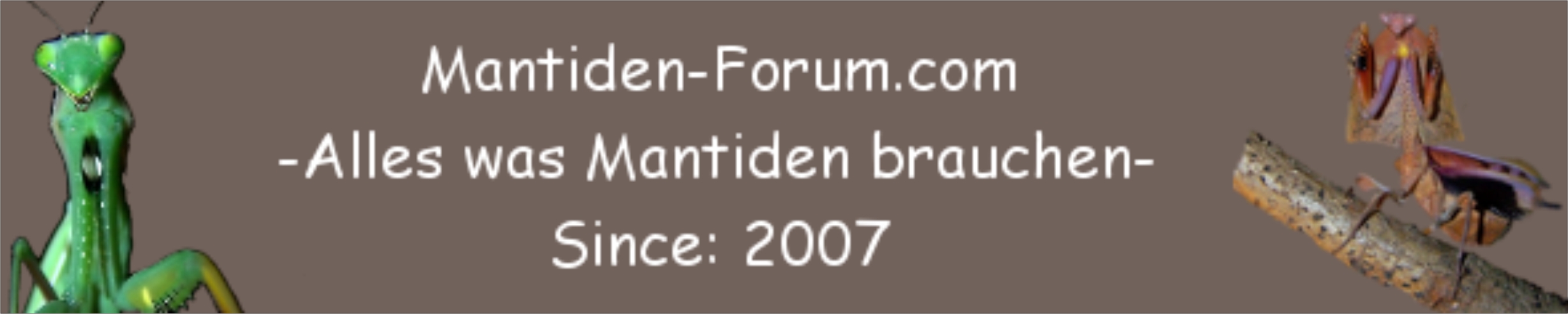 www.mantiden-forum.com